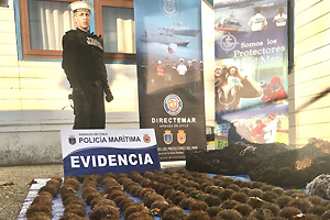 Policía Marítima realizó incautación de 123 kilos de erizos en Chacao
