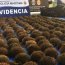 Policía Marítima realizó incautación de 123 kilos de erizos en Chacao