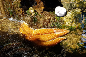 Armada inicia "Taller de Plásticos Flotantes y Basura Marítima"