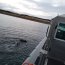 Armada activa rebusca de pescador artesanal desaparecido en Tierra del Fuego