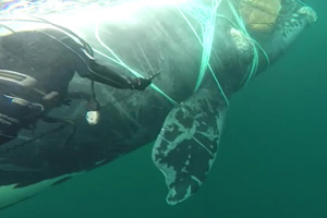 Armada rescató ballena atrapada en redes para pescar
