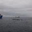 Armada rescató a ballena atrapada en redes para pescar