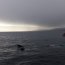 Armada rescató a ballena atrapada en redes para pescar