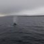 Armada rescató a ballena atrapada en redes para pescar