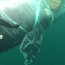 Armada rescató a ballena atrapada en redes para pescar