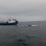 Armada rescató a ballena atrapada en redes para pescar