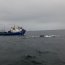  Armada rescató a ballena atrapada en redes para pescar  