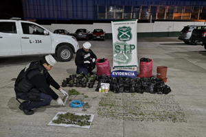 Armada y Carabineros incautaron más de 1.600 plantas de marihuana en Calbuco