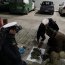 Armada y Carabineros incautaron más de 1.600 plantas de marihuana en Calbuco