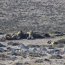 Cadetes Infantes de Marina realizaron período práctico en Campo de Entrenamiento