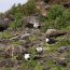 Armada colabora con ONG internacional para proteger especies en peligro de extinción