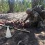 Cadetes participaron en el Campeonato de Patrullas de la Escuela Militar Lautaro 2018