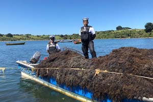 Capitanía de Puerto de Ancud decomisó 2 mil kilogramos de pelillo