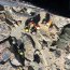 Helicóptero de la Armada rescató a joven desde el cerro La Campana