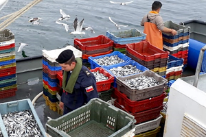 Autoridad Marítima incauta 600 kilos de sardina en las cercanías de Calbuco