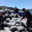 Más de 5 toneladas de almejas fueron incautadas cerca de Calbuco