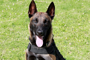 "Alderfried": El Pastor Belga Malinois de la Armada que trabaja como detector de drogas