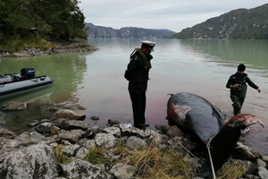 Delfín varó en área de Caleta Tortel
