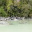 Delfín varó en área de Caleta Tortel