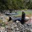 Delfín varó en área de Caleta Tortel