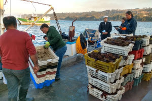 En Dalcahue personal naval decomisó un total de 1.2 toneladas de erizo