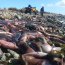 Varazón de Jibias en Tongoy obliga Autoridad Marítima de Coquimbo a tomar medidas