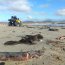 Varazón de Jibias en Tongoy obliga Autoridad Marítima de Coquimbo a tomar medidas