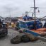 Cerca de 13 toneladas de almeja se incautaron en Quellón