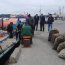 Cerca de 13 toneladas de almeja se incautaron en Quellón