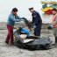 Más de 150 niños limpiaron la playa en Caleta Yaldad
