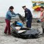  Más de 150 niños limpiaron la playa en Caleta Yaldad  