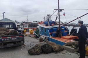 Cerca de 13 toneladas de almeja se incautaron en Quellón