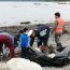 Más de 150 niños limpiaron la playa en Caleta Yaldad