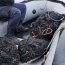  Más de 180 kilos de mariscos fueron decomisados en Tongoy por la Autoridad Marítima  