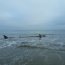 Ballena de 8 metros varó en playa de Tongoy y Armada trabaja en maniobras de rescate