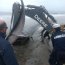 Ballena varada en Tongoy falleció pese a los intentos por salvarla