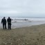 Ballena de 8 metros varó en playa de Tongoy y Armada trabaja en maniobras de rescate