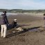 Autoridad Marítima fiscalizó procedimiento de calamar gigante varado muerto en Tirúa