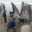 Ballena varada en Tongoy falleció pese a los intentos por salvarla