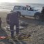 Autoridad Marítima fiscalizó procedimiento de calamar gigante varado muerto en Tirúa