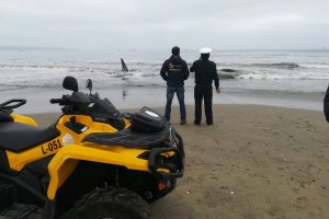 Ballena varó en playa de Tongoy y Armada trabaja en maniobras de rescate
