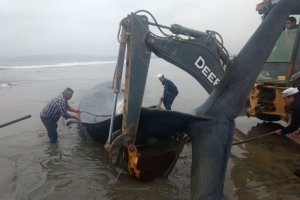 Ballena varada en Tongoy murió pese a los intentos por salvarla