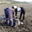 Autoridad Marítima fiscalizó procedimiento de calamar gigante varado muerto en Tirúa