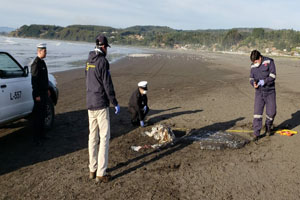 Autoridad Marítima fiscalizó procedimiento de calamar gigante varado muerto en Tirúa