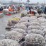 En Quellón la Armada efectuó intensa fiscalización previa a Semana Santa