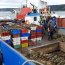 Alcaldía de Mar de Dalcahue decomisó 2 toneladas de erizo bajo talla