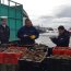 Alcaldía de Mar de Dalcahue decomisó 2 toneladas de erizo bajo talla