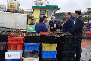 Alcaldía de Mar de Dalcahue decomisó 2 toneladas de erizo