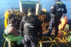 Armada y Sernapesca incautaron 3.2 toneladas de erizos y centolla