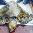 Autoridad Marítima de Taltal rescató tortuga marina que estaba en roqueríos
